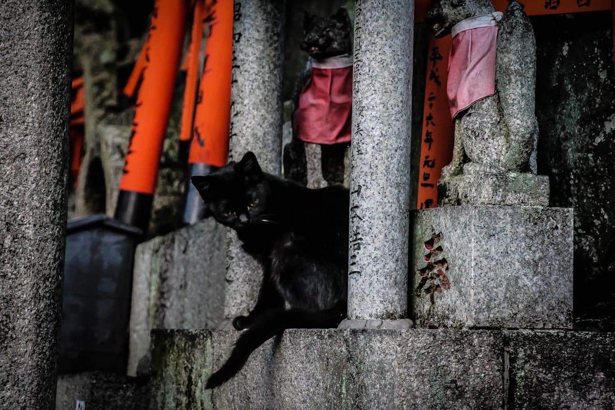 Un gatto nero seduto tra statue di volpi di pietra in un santuario
