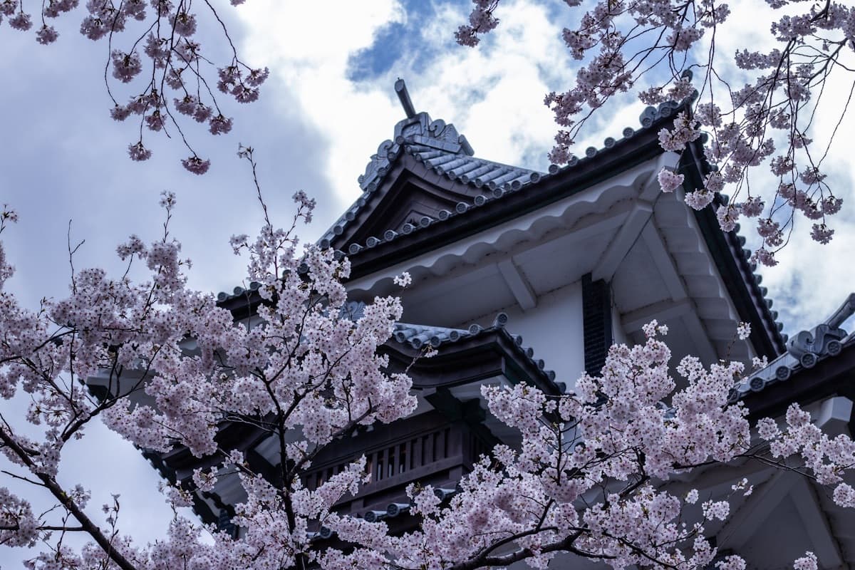 Una torretta del castello di Kanazawa incorniciata dai ciliegi in fiore