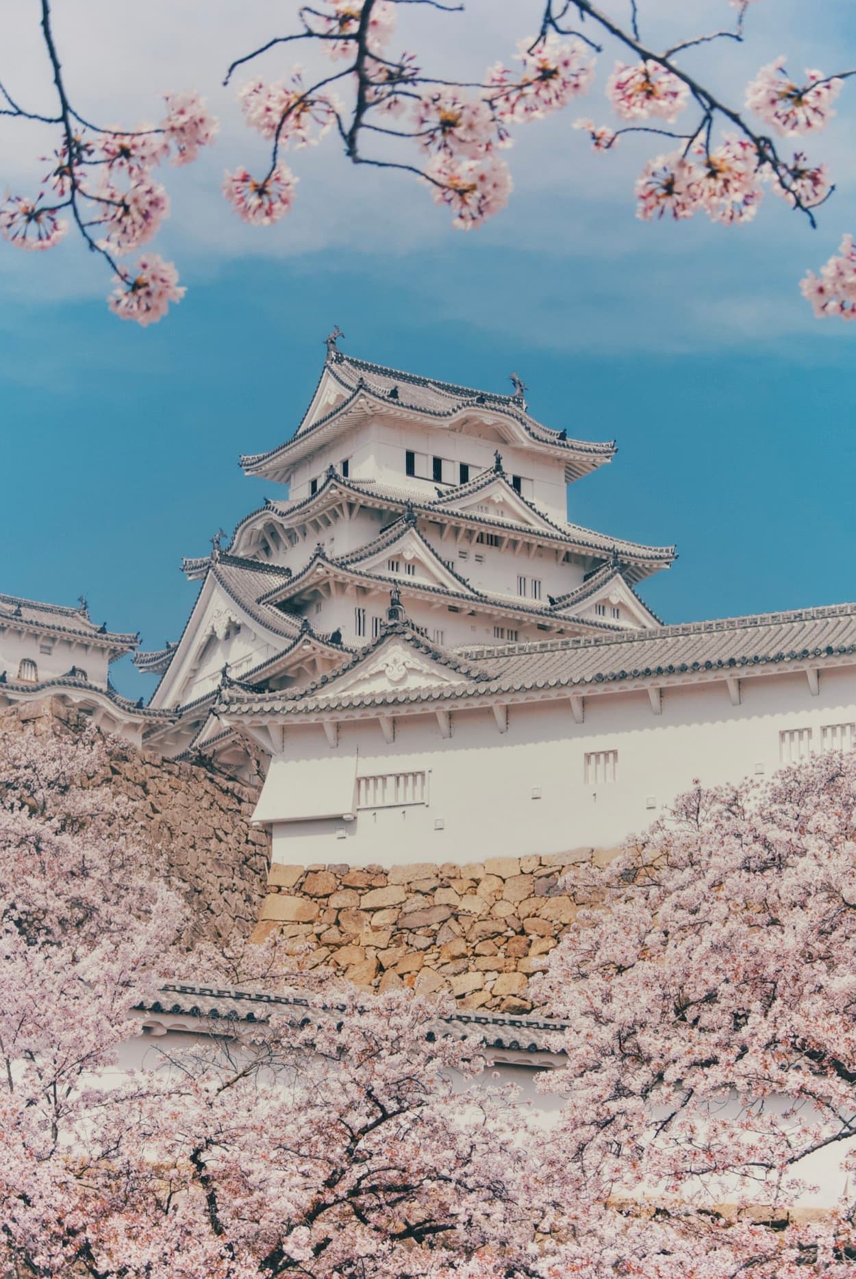 Il castello di Himeji, grande fortezza bianca, incorniciato dai ciliegi in fiore