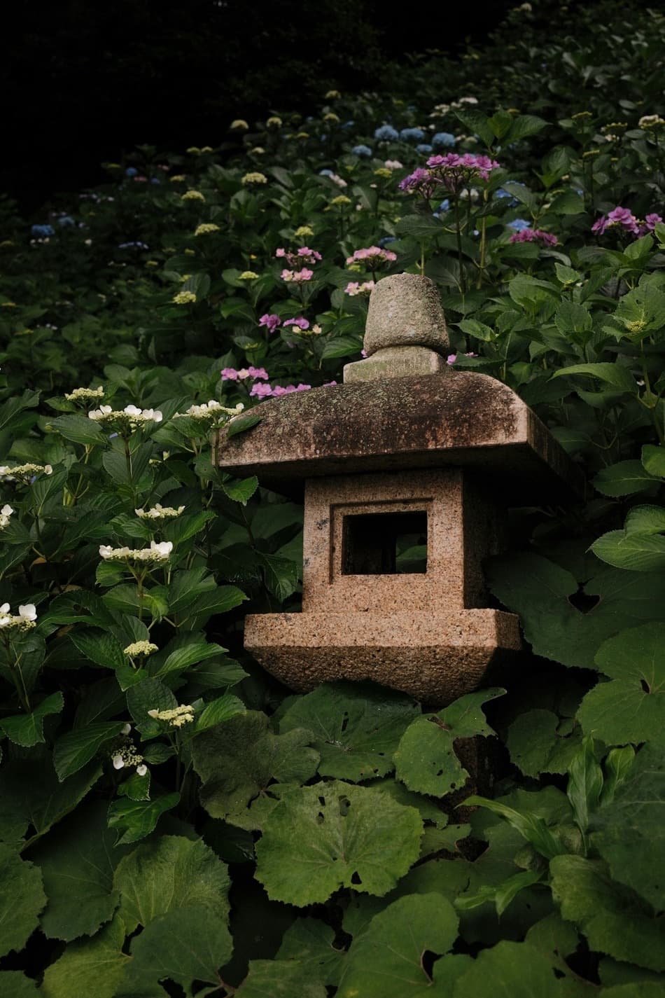 Una lanterna di pietra giapponese circondata da ortensie azzurre, rosa e bianche in un giardino verde