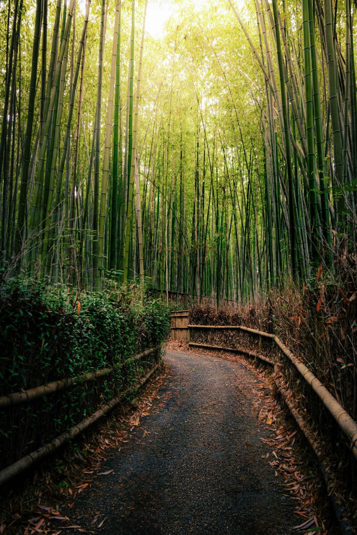 Il sentiero nella foresta di bambù di Arashiyama, a Kyoto, con gli altissimi bambù verdi ai lati