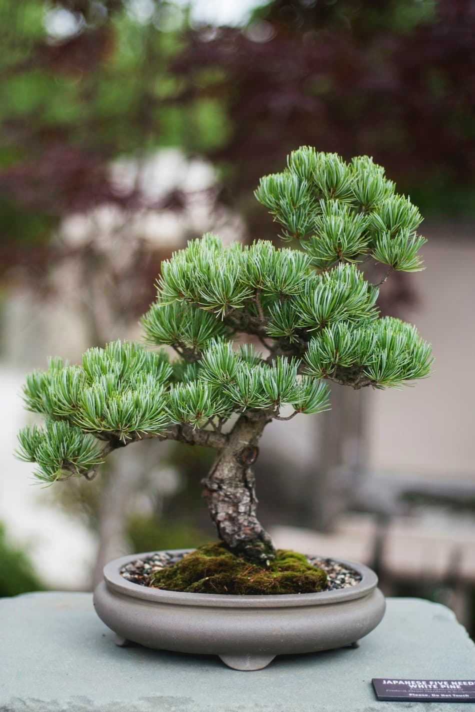 Un bonsai di pino bianco giapponese a cinque aghi, con i rami a nuvole verdi e un tronco robusto, in un vaso ovale