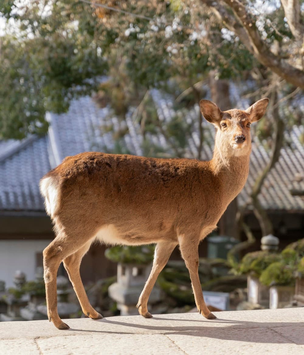 Un cervo di Nara davanti a un tempio con lanterne di pietra, in una luce dorata