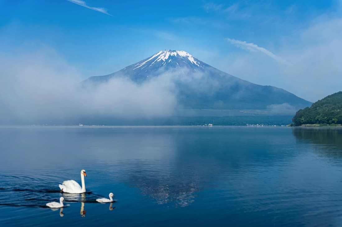 Il Monte Fuji innevato che si specchia in un lago con due cigni, sotto un cielo azzurro