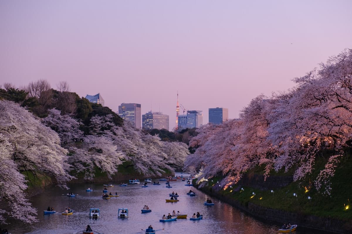 Il fossato di Chidorigafuchi a Tokyo al tramonto, con le barche sotto i ciliegi in fiore