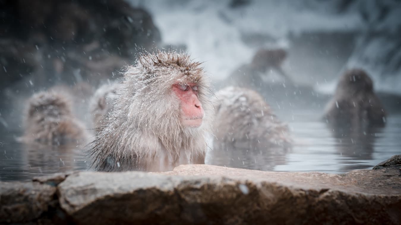 Un macaco giapponese immerso in una sorgente termale calda mentre nevica, a Jigokudani in Nagano