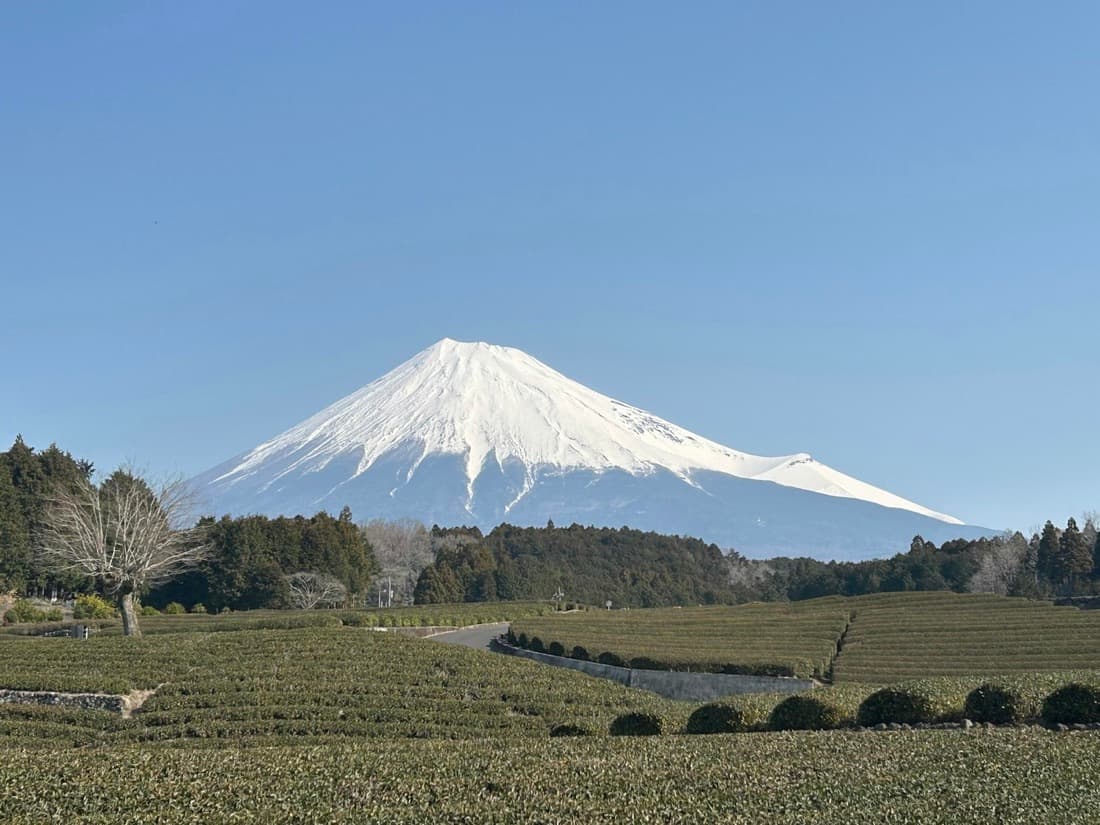 I campi di tè di Shizuoka con il Monte Fuji innevato sullo sfondo, sotto un cielo limpido