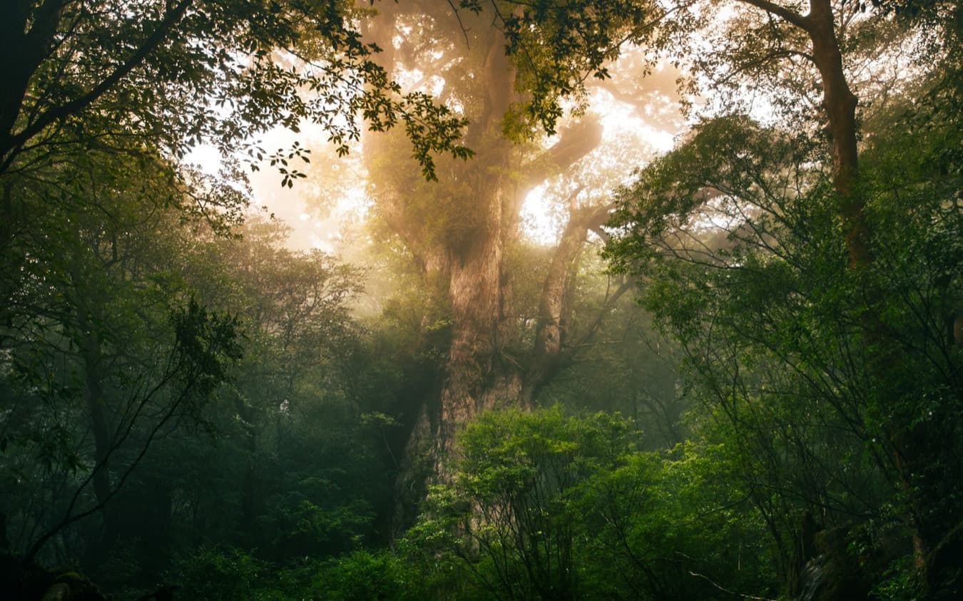 Un antichissimo cedro gigante di Yakushima, tra i raggi di sole e la foresta nebbiosa