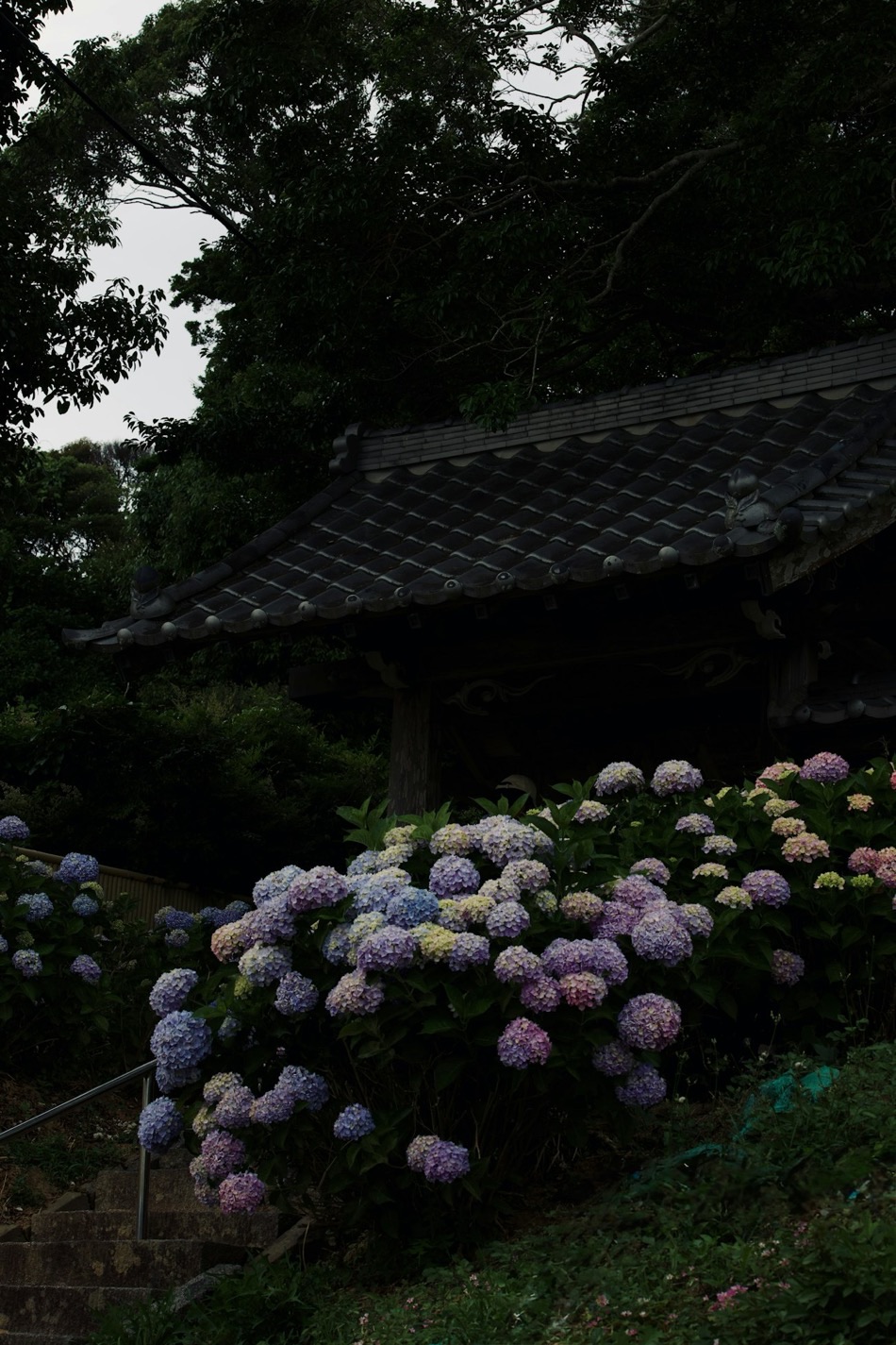 Ortensie colorate davanti al tetto di tegole di un antico tempio giapponese, con una scala di pietra