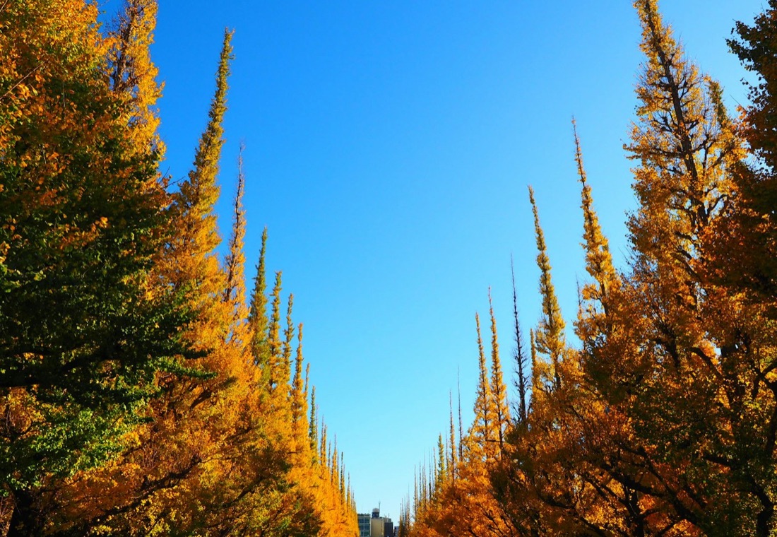 Un viale di alberi di ginkgo dai colori dorati sotto un cielo azzurro a Tokyo