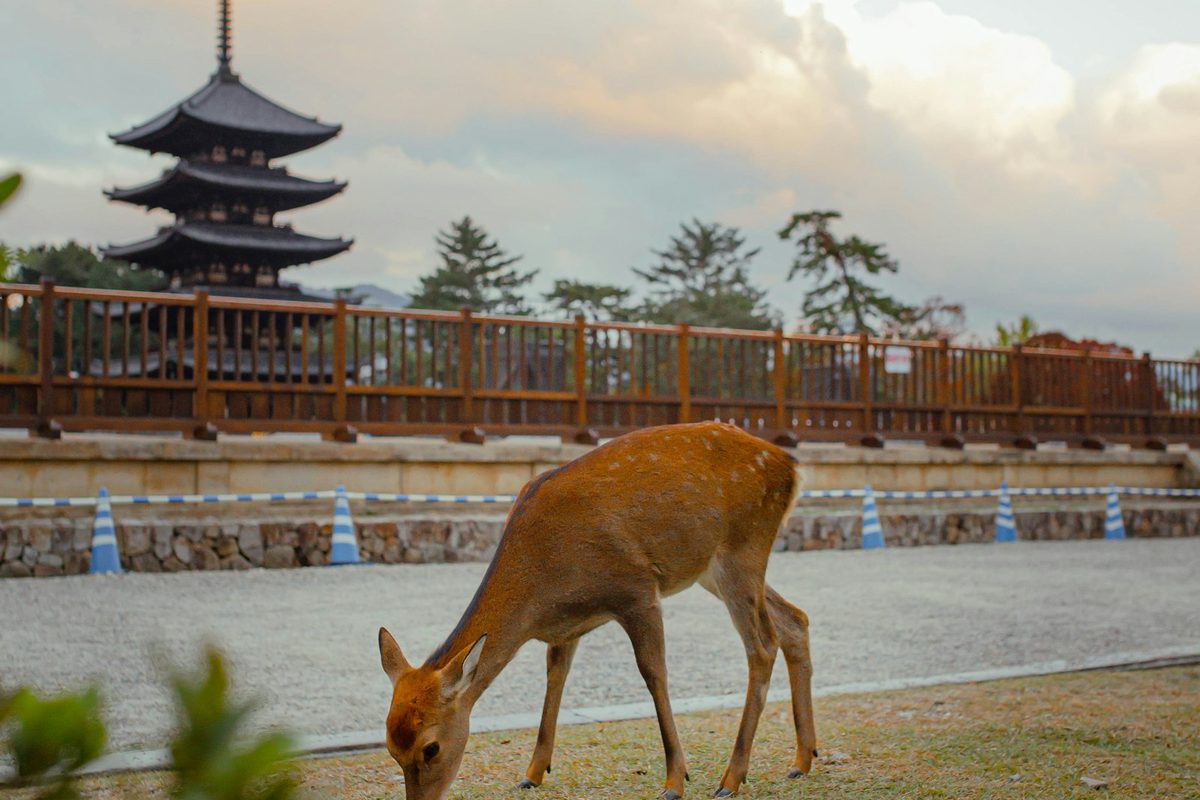 Cervi nel parco di Nara che si avvicinano ai visitatori