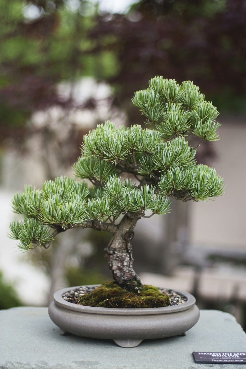Un bonsai di pino bianco giapponese a cinque aghi, con i rami a nuvole verdi e un tronco robusto, in un vaso ovale