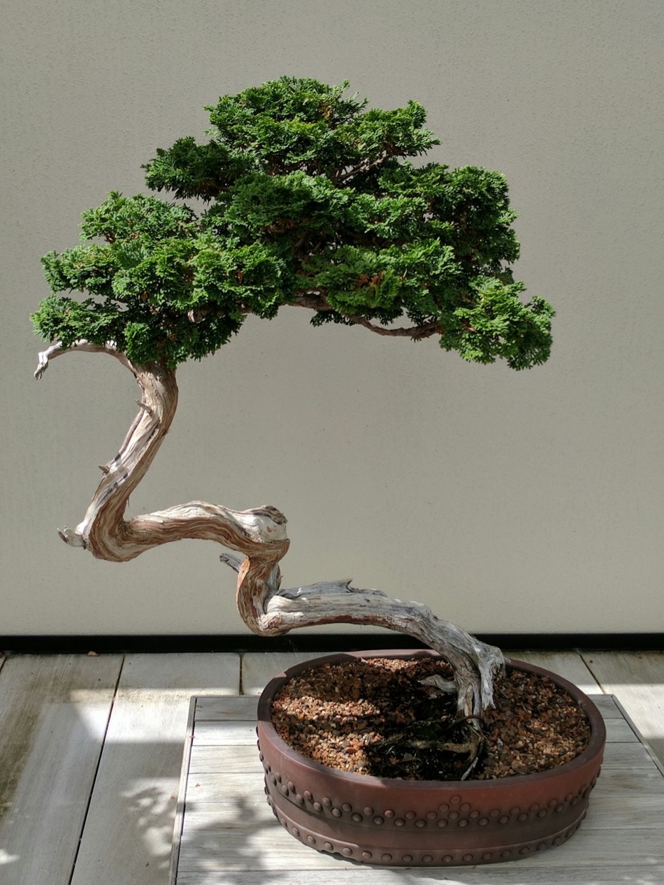Un bonsai di ginepro con il tronco scolpito dal tempo, tra legno morto argentato e chioma verde, in un vaso scuro