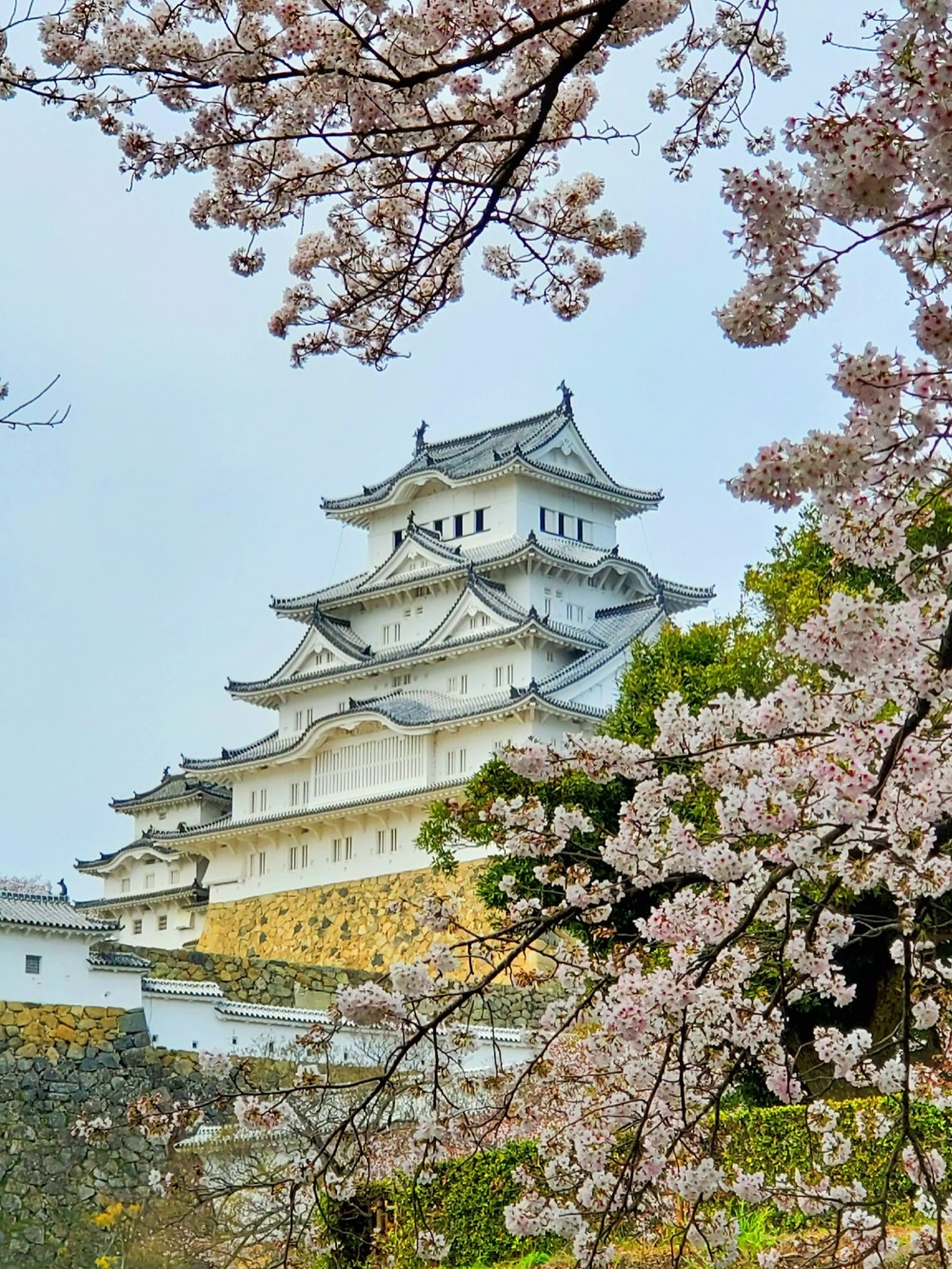 Il castello di Himeji circondato dai ciliegi in piena fioritura