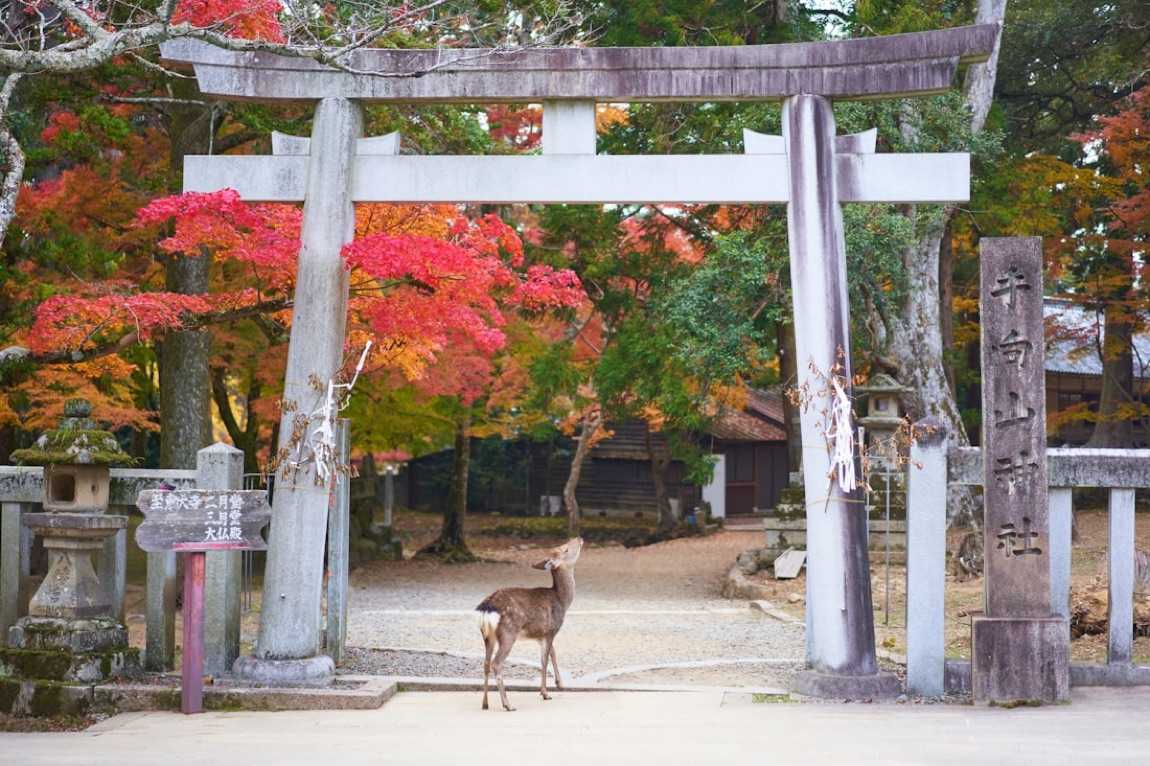 Un cervo di Nara sotto un torii di pietra, tra gli aceri rossi d'autunno, con i cartelli in giapponese di un santuario