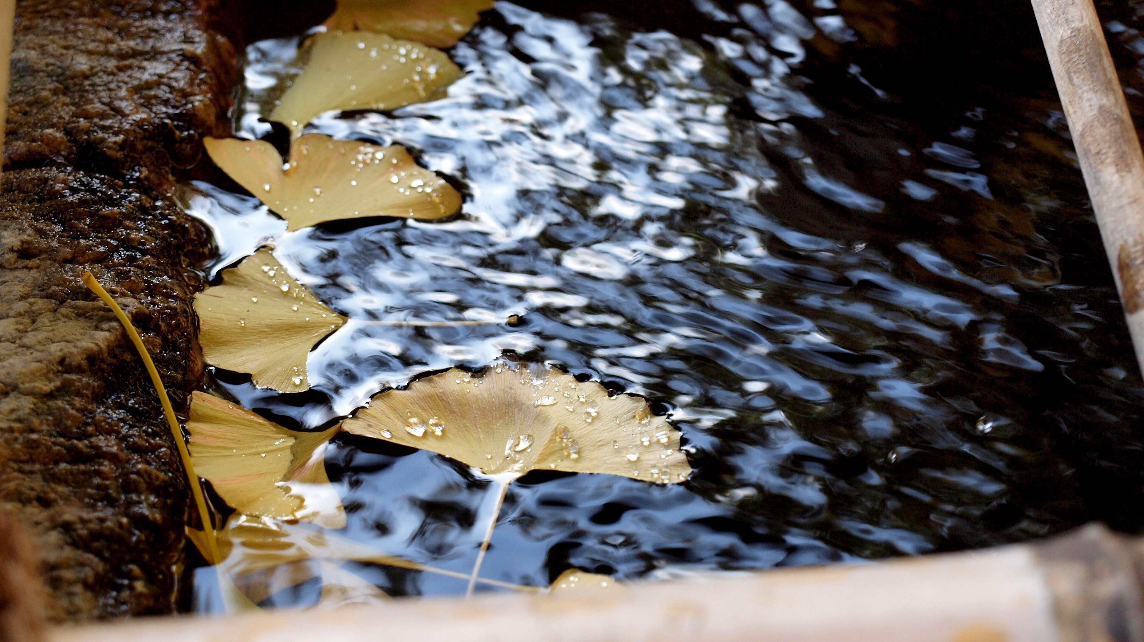 La chōzuya, la fontana di purificazione di un santuario giapponese con i mestoli di legno