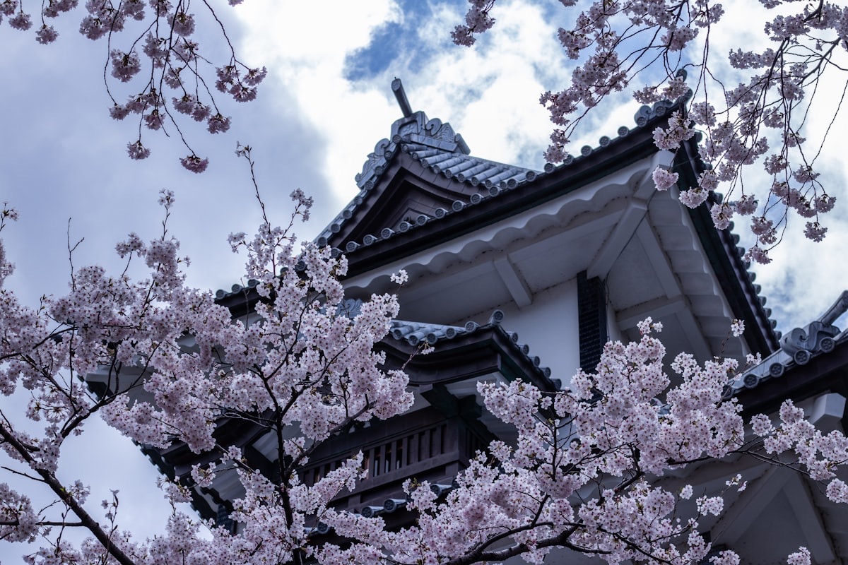 Una torretta del castello di Kanazawa incorniciata dai ciliegi in fiore
