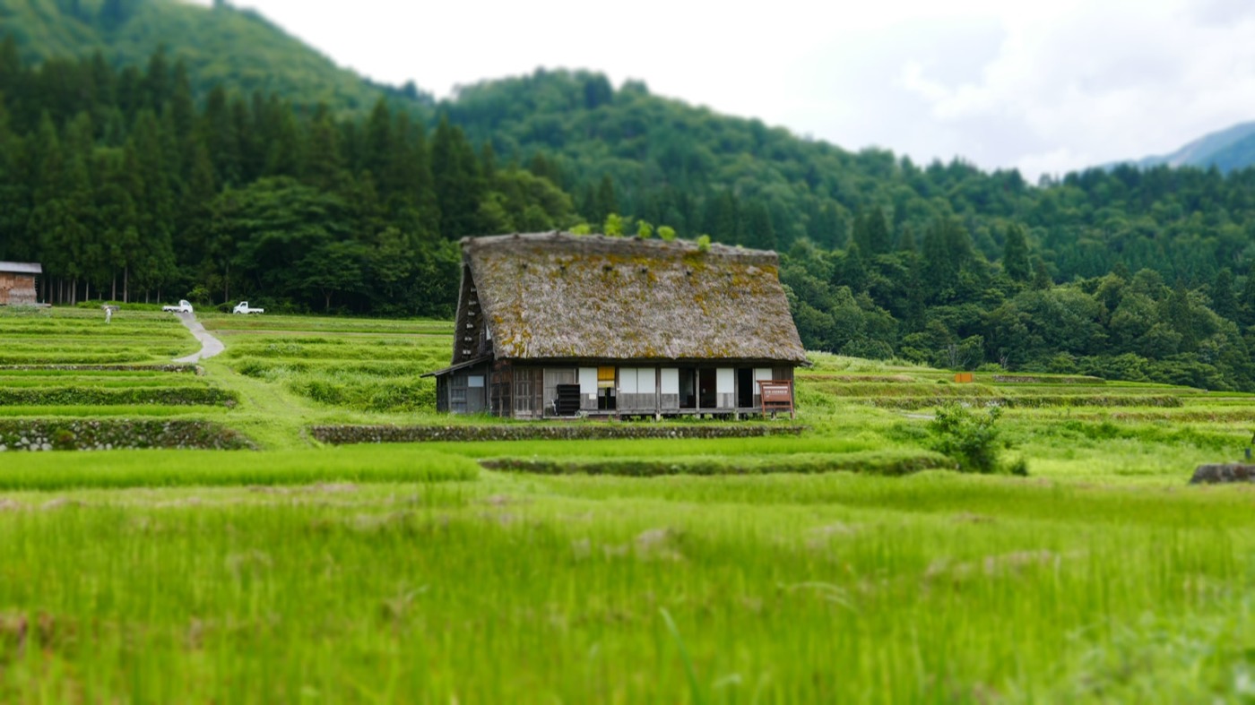 Una casa di campagna giapponese dal tetto di paglia in mezzo alle risaie verdi, con le montagne boscose dietro