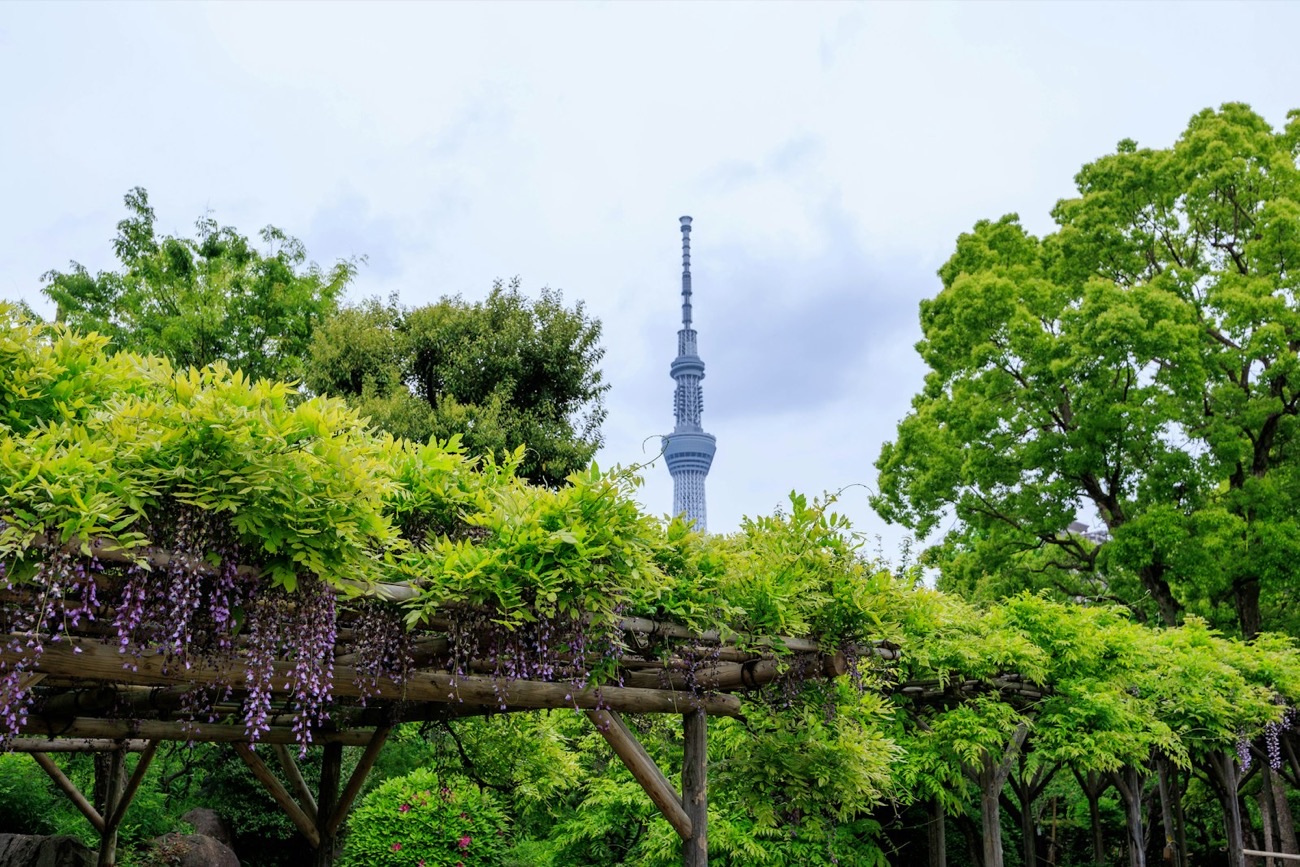 Una pergola di glicine viola con la Tokyo Skytree che si staglia sullo sfondo