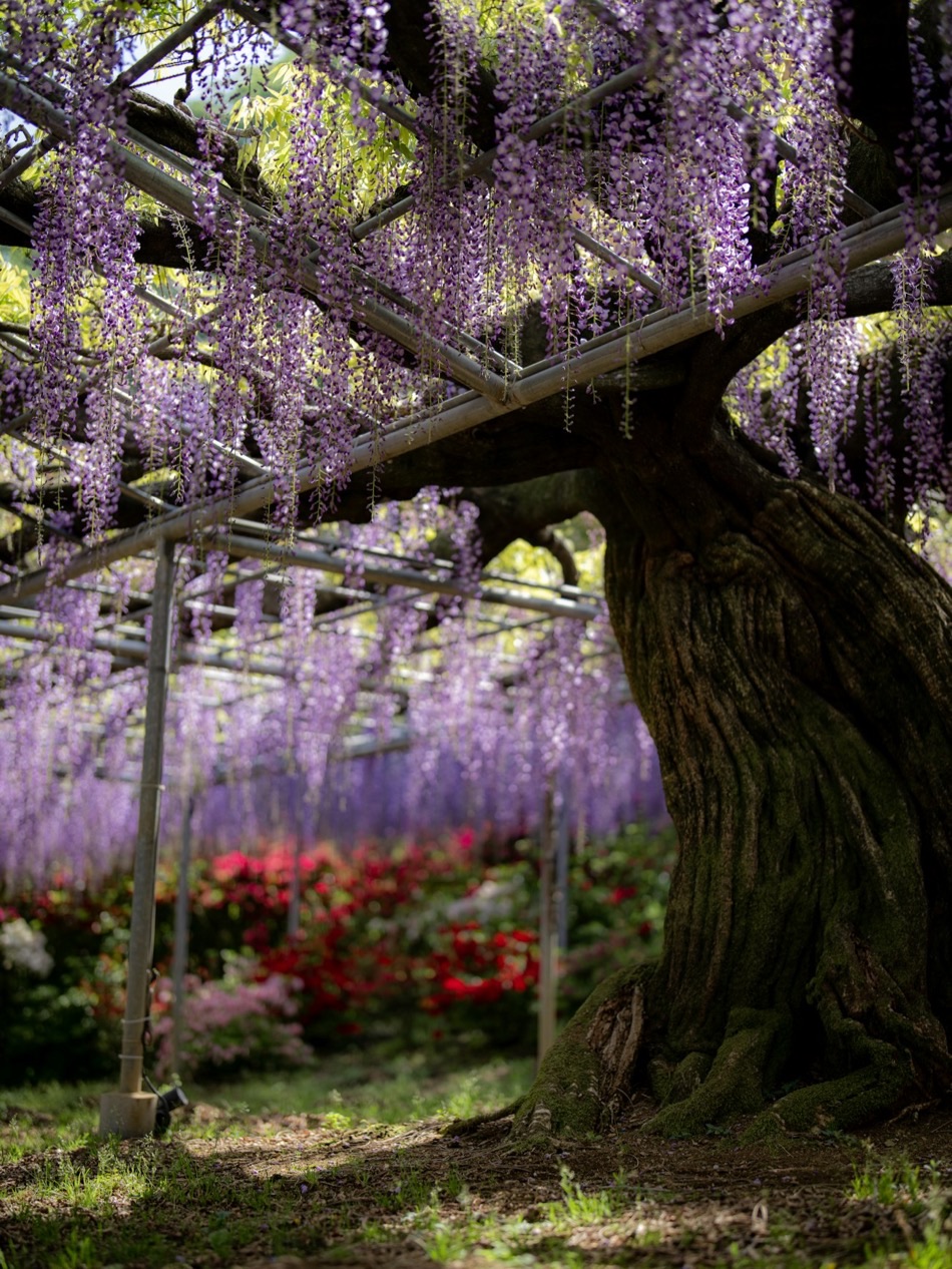 Un antico e maestoso albero di glicine su una pergola, con lunghe cascate di fiori viola e azalee colorate ai piedi