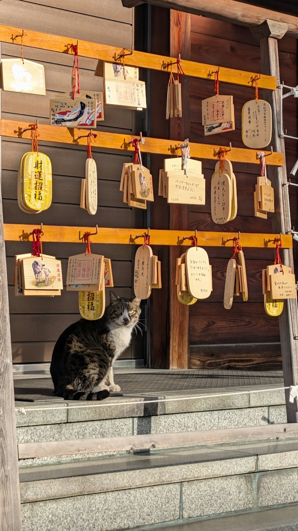 Un gatto seduto sui gradini di un santuario giapponese, davanti a un muro di tavolette votive ema di legno