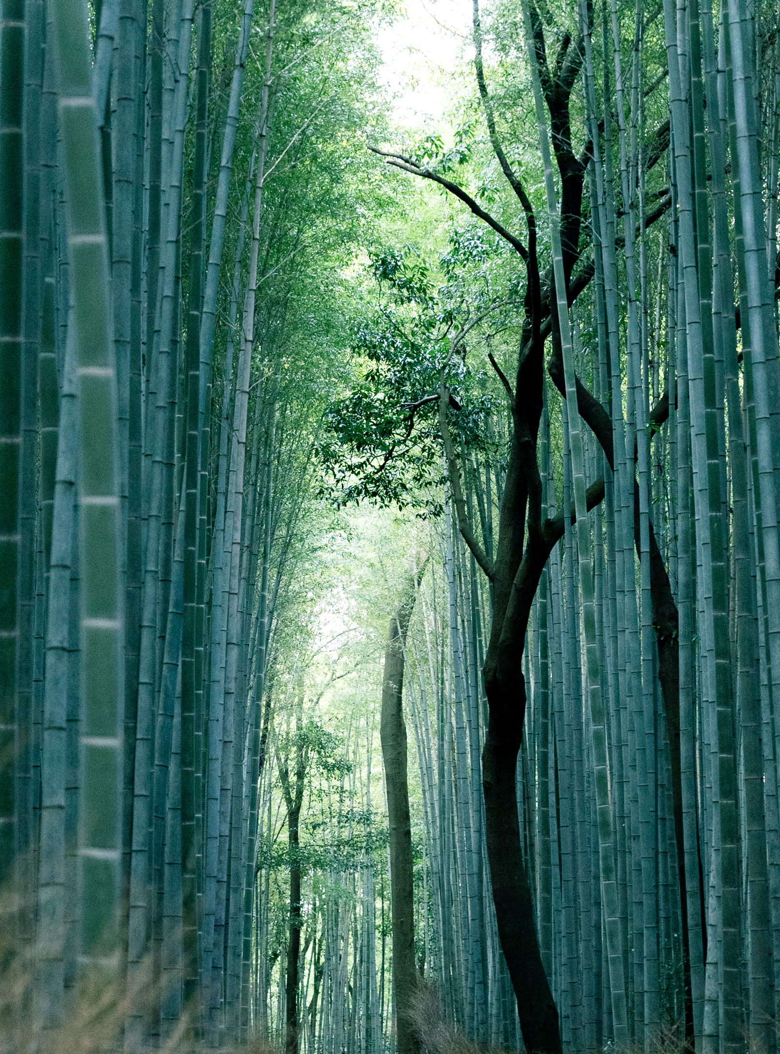 Un bosco di bambù verde intenso in Giappone, evocativo degli scenari naturali del mondo di Miyazaki