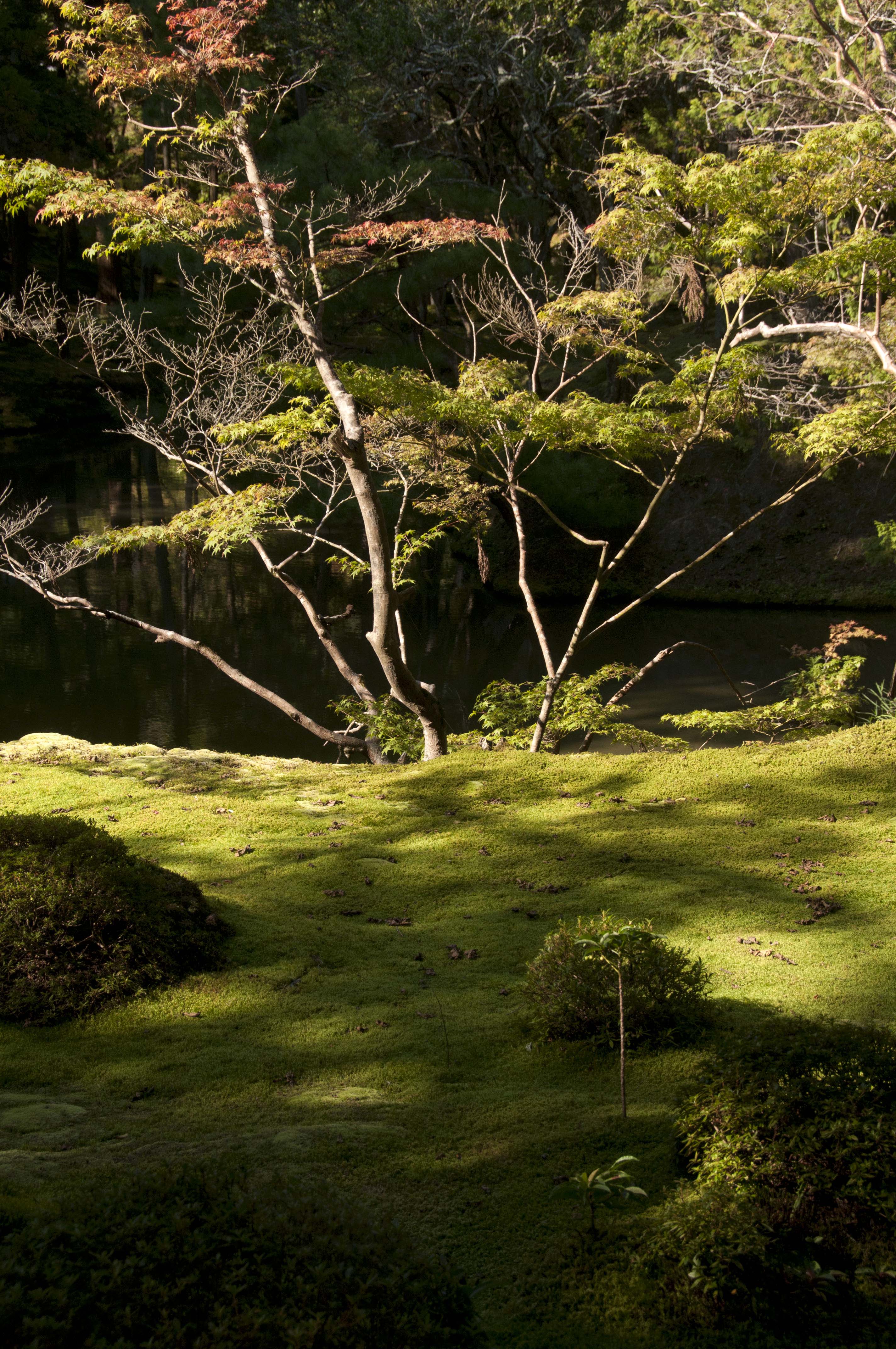 Giardino di muschio verde brillante dopo la pioggia, stagione ideale per le ortensie