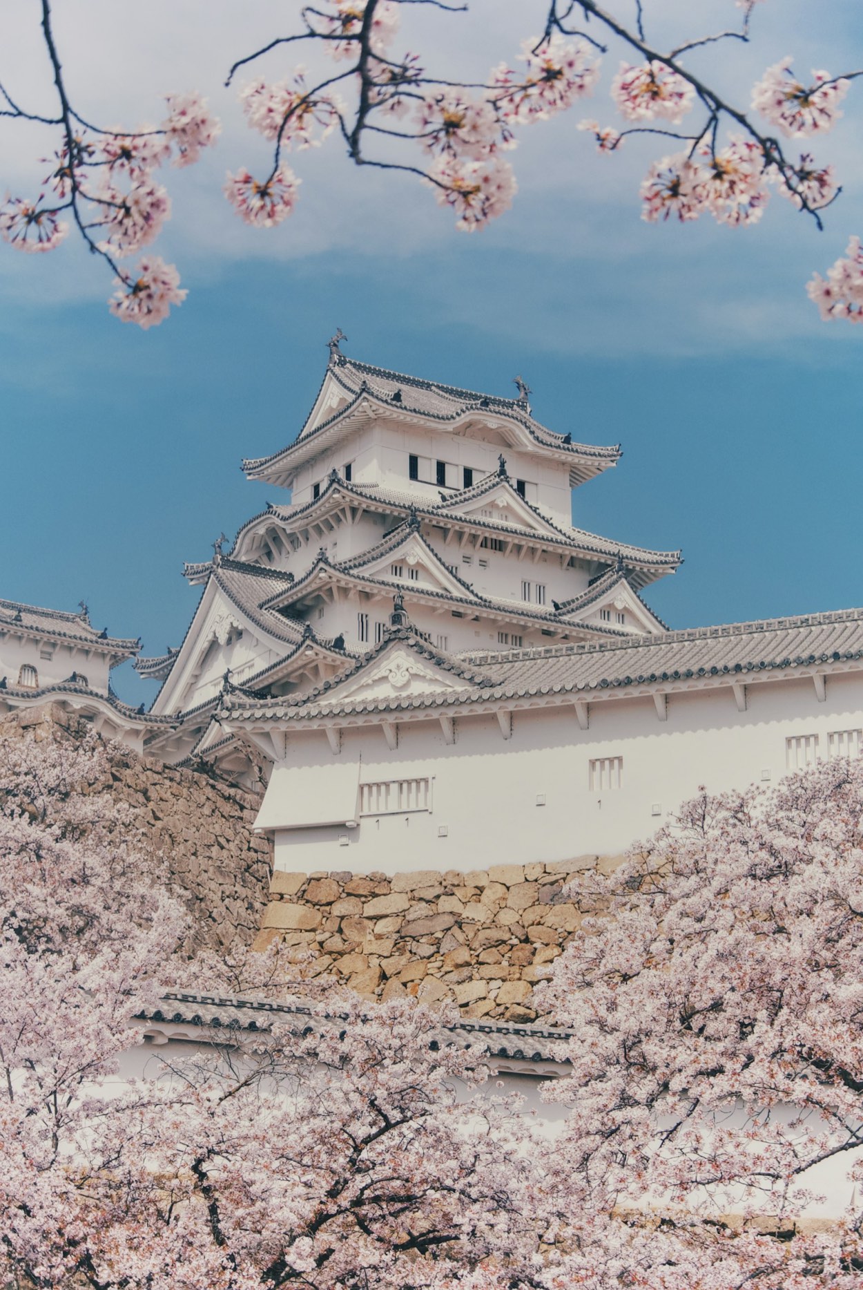 Il castello di Himeji, grande fortezza bianca, incorniciato dai ciliegi in fiore