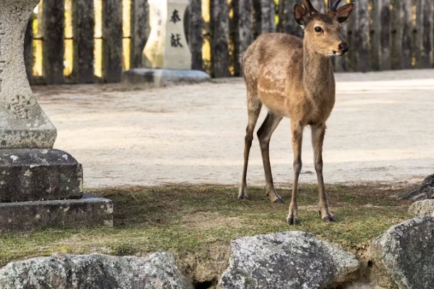 Un cervo libero tra le lanterne di pietra a Miyajima