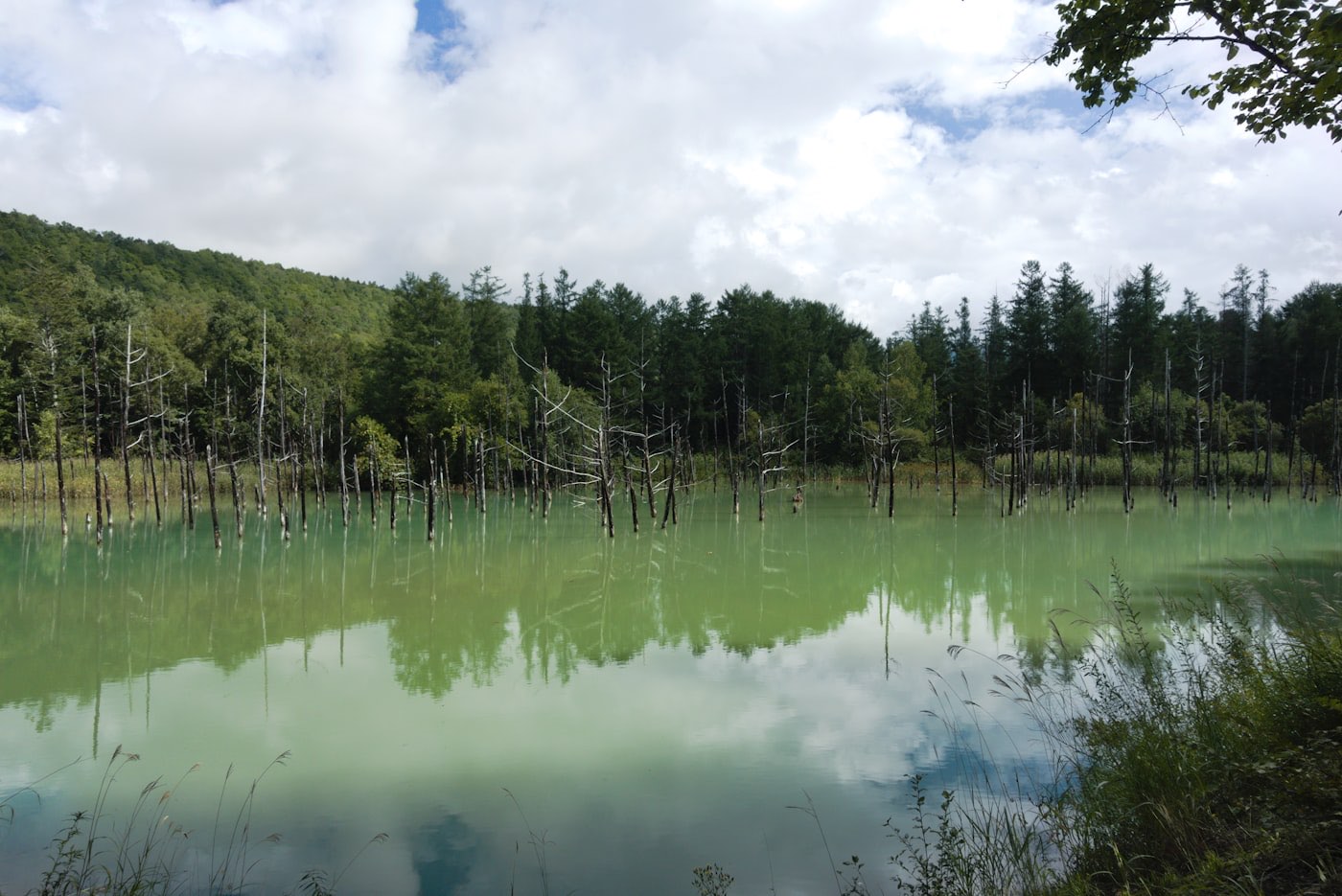 Lo Stagno Blu di Biei, in Hokkaido: l'acqua turchese con gli alberi spogli che vi crescono in mezzo