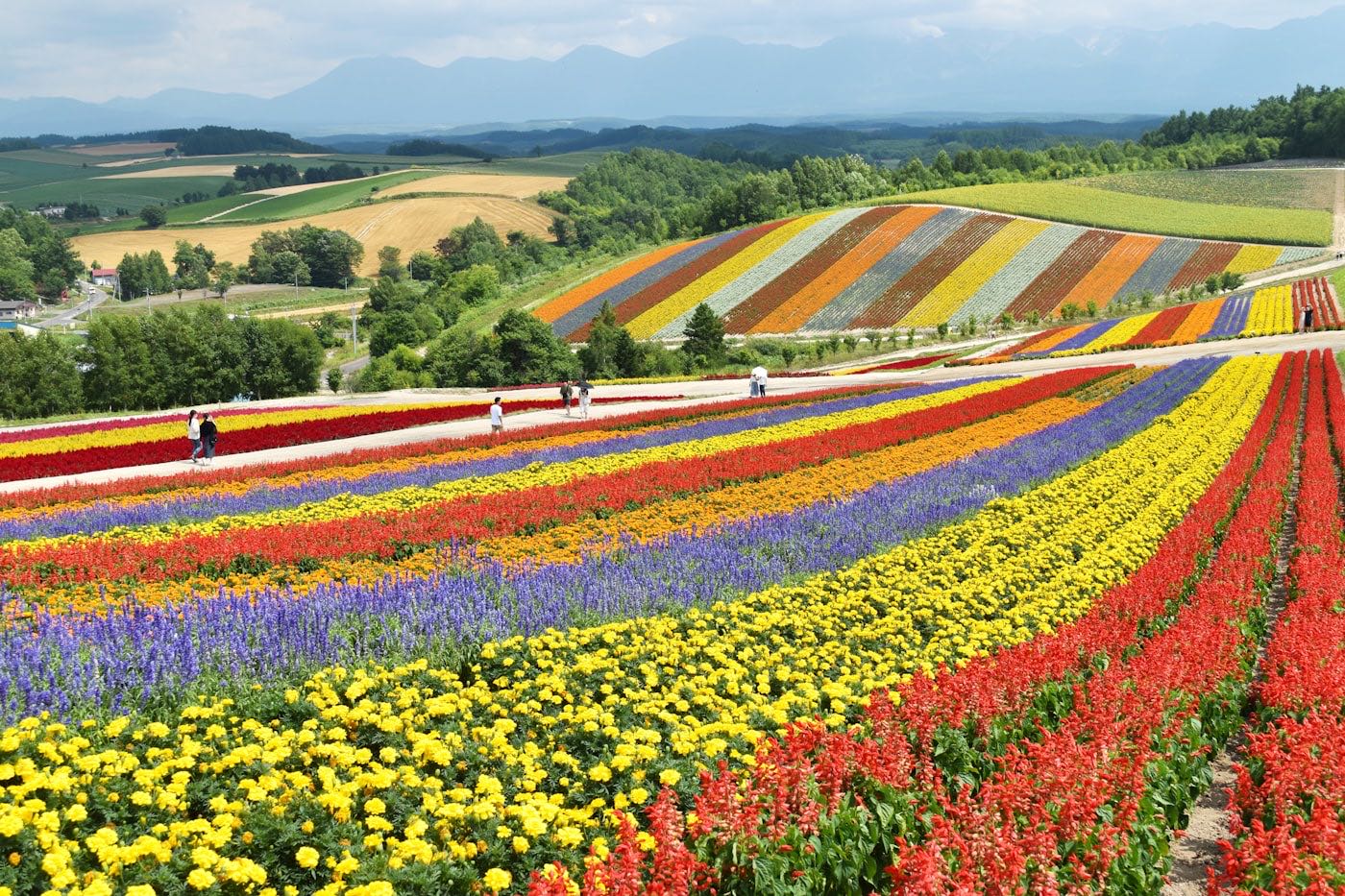 I campi di fiori a strisce colorate di Shikisai-no-Oka a Biei, in Hokkaido, con le colline e le montagne sullo sfondo
