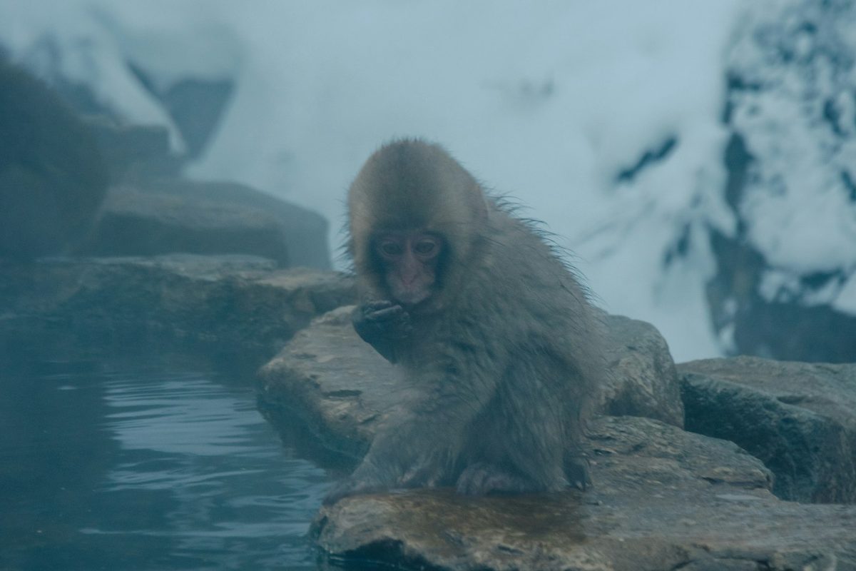 Un macaco giapponese immerso in una sorgente termale con la neve intorno