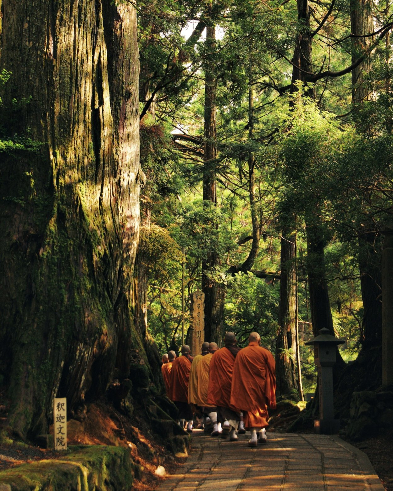 Un gruppo di monaci in abito arancione cammina lungo il sentiero di cedri di Koyasan