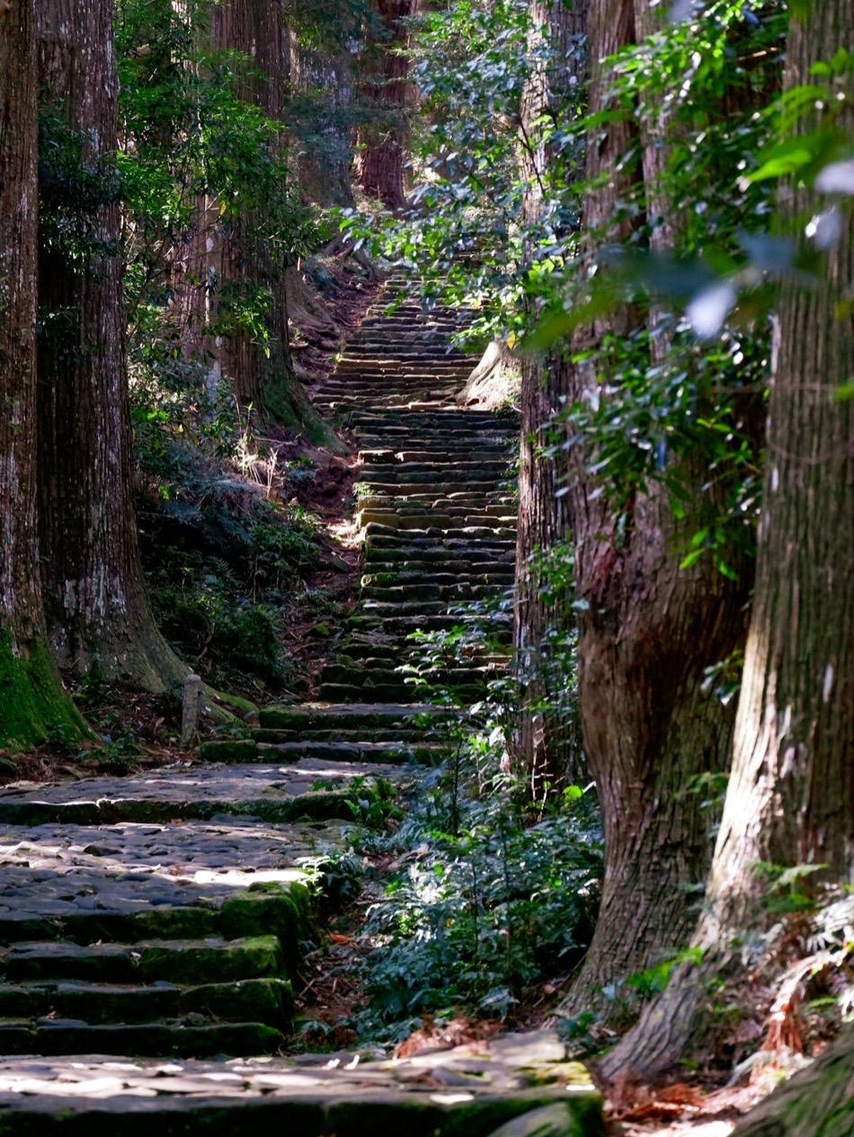 Un antico sentiero di gradini di pietra coperti di muschio che sale in una foresta di altissimi cedri