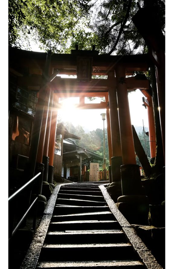 I torii vermigli di Fushimi Inari con la luce del mattino
