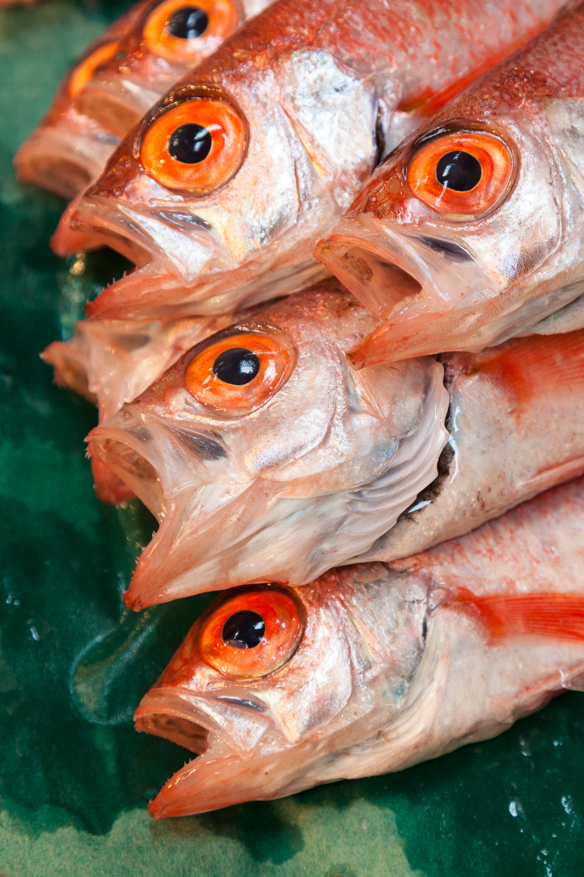 Banchi di pesce fresco in un mercato giapponese, simili a quelli di Yokohama