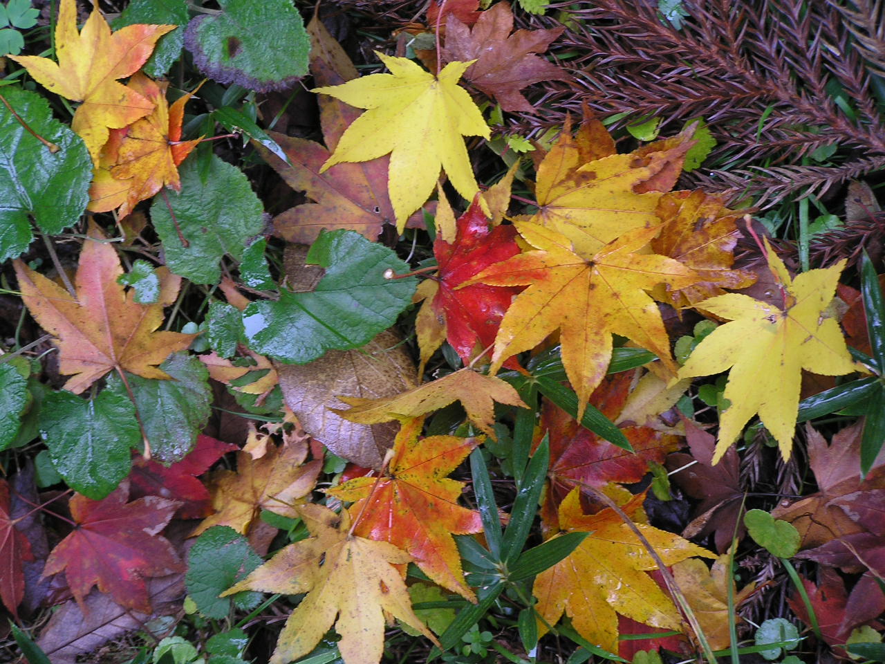 Aceri rossi (momiji) riflessi in uno stagno di un giardino giapponese in autunno
