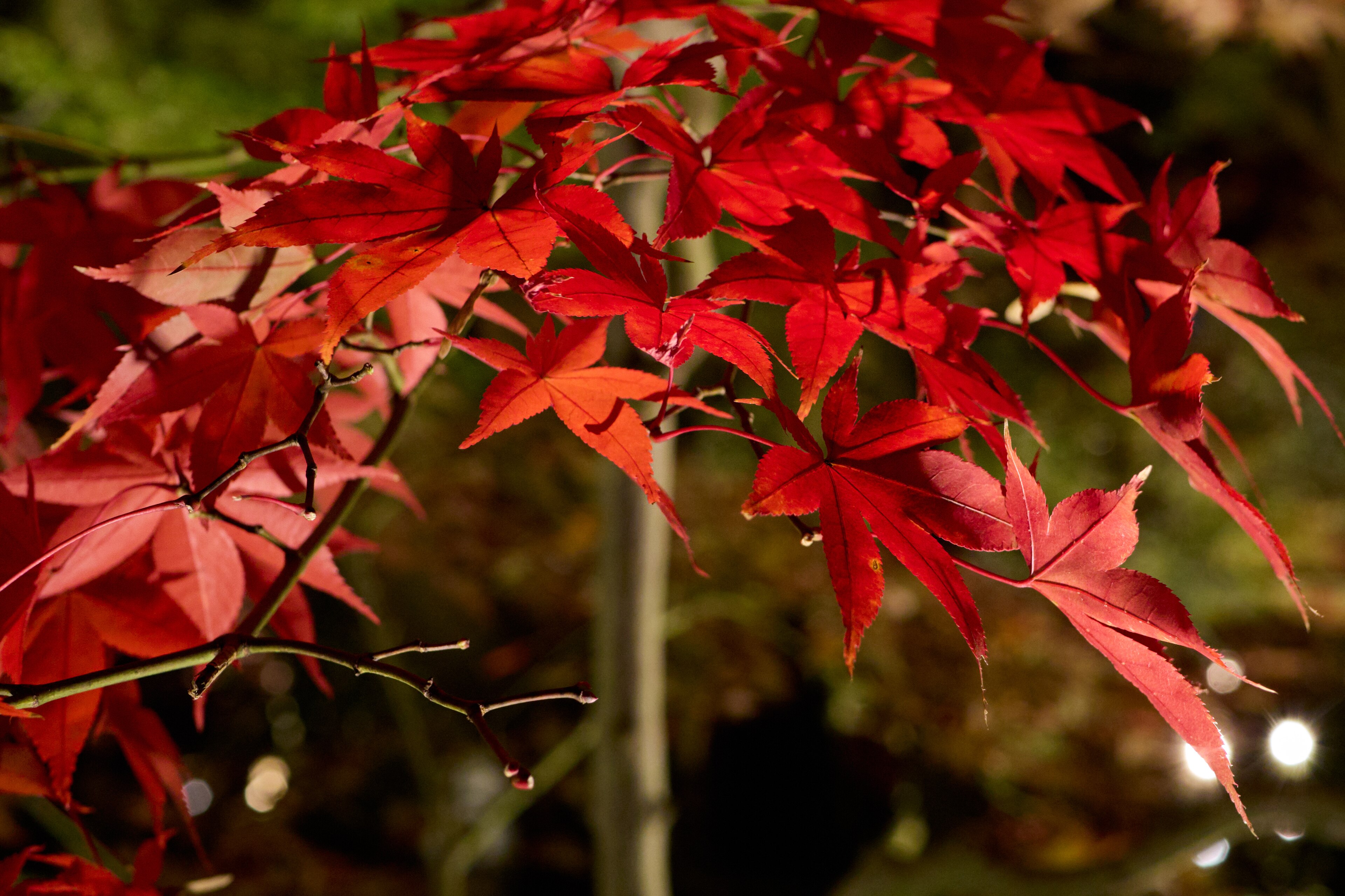 Foglie di acero rosse incorniciano un tempio giapponese in autunno