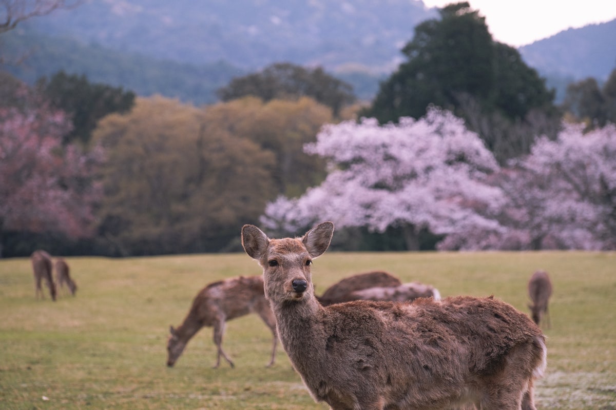Un cervo che guarda verso l'obiettivo nel parco di Nara, con i ciliegi in fiore sullo sfondo