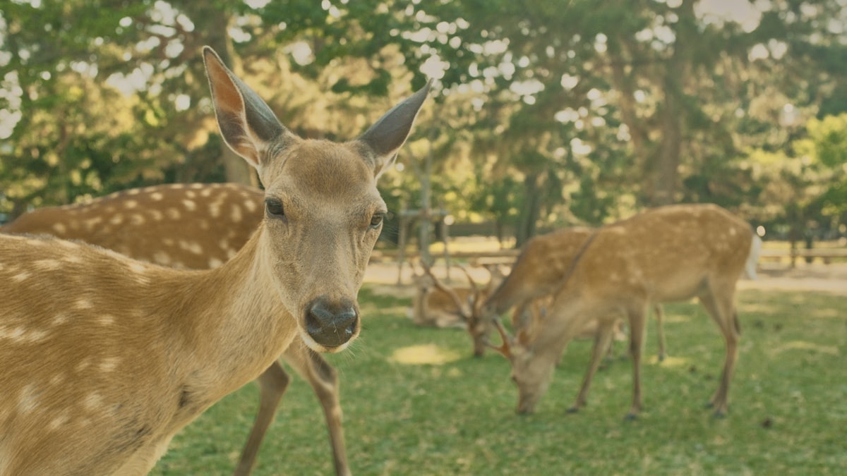 Primo piano di un giovane cervo nel parco di Nara