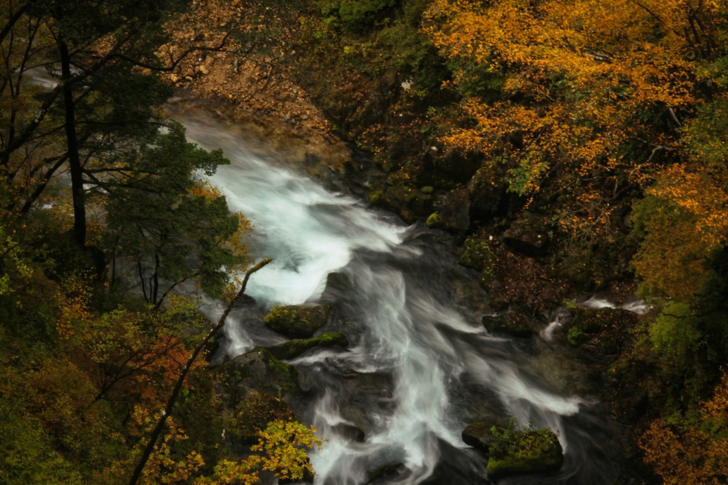 Un torrente di montagna a Oku-Nikko circondato dal foliage dorato d'autunno