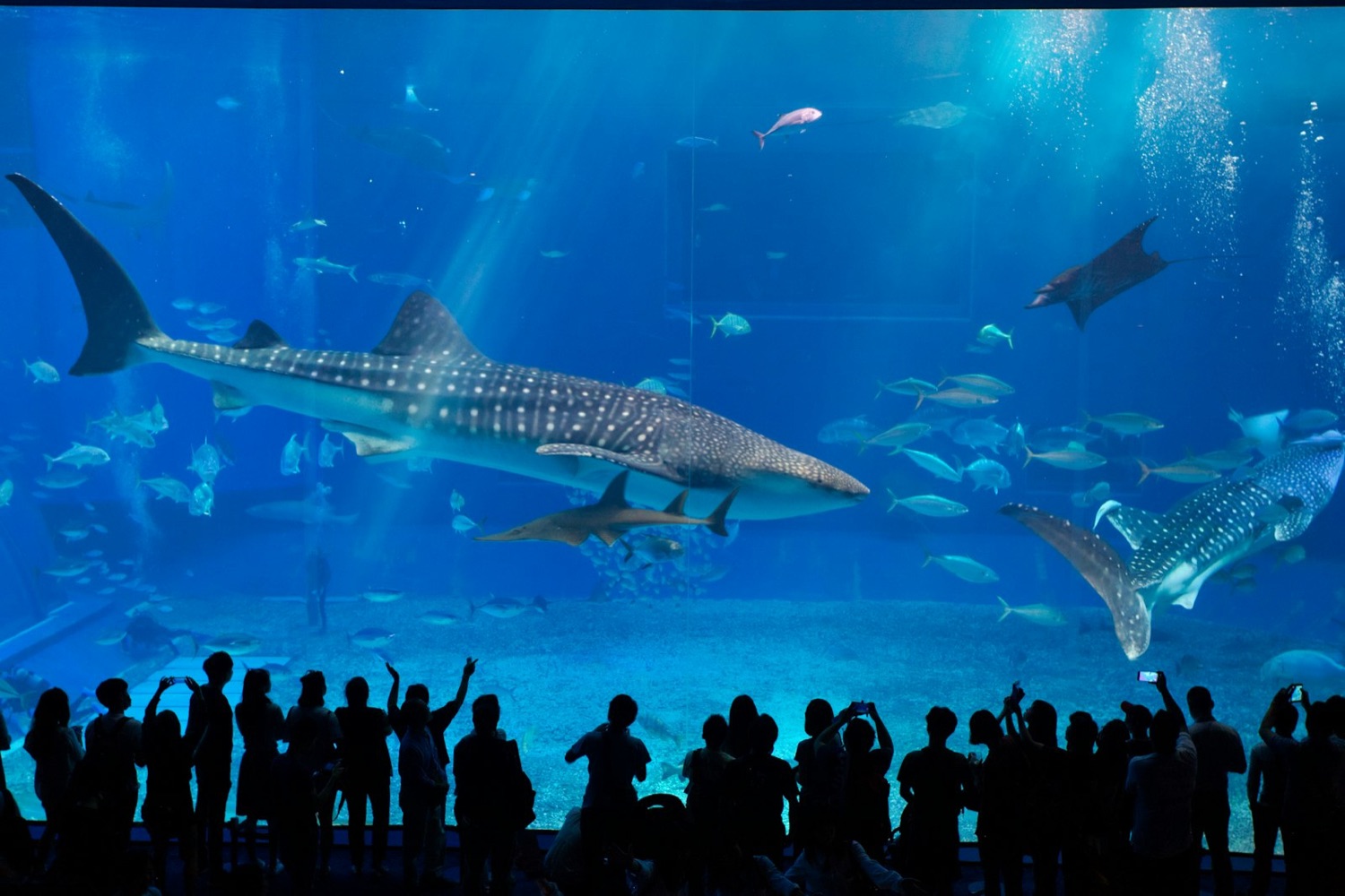 La grande vasca dell'Acquario Churaumi di Okinawa, con due squali balena e le persone in controluce che li guardano