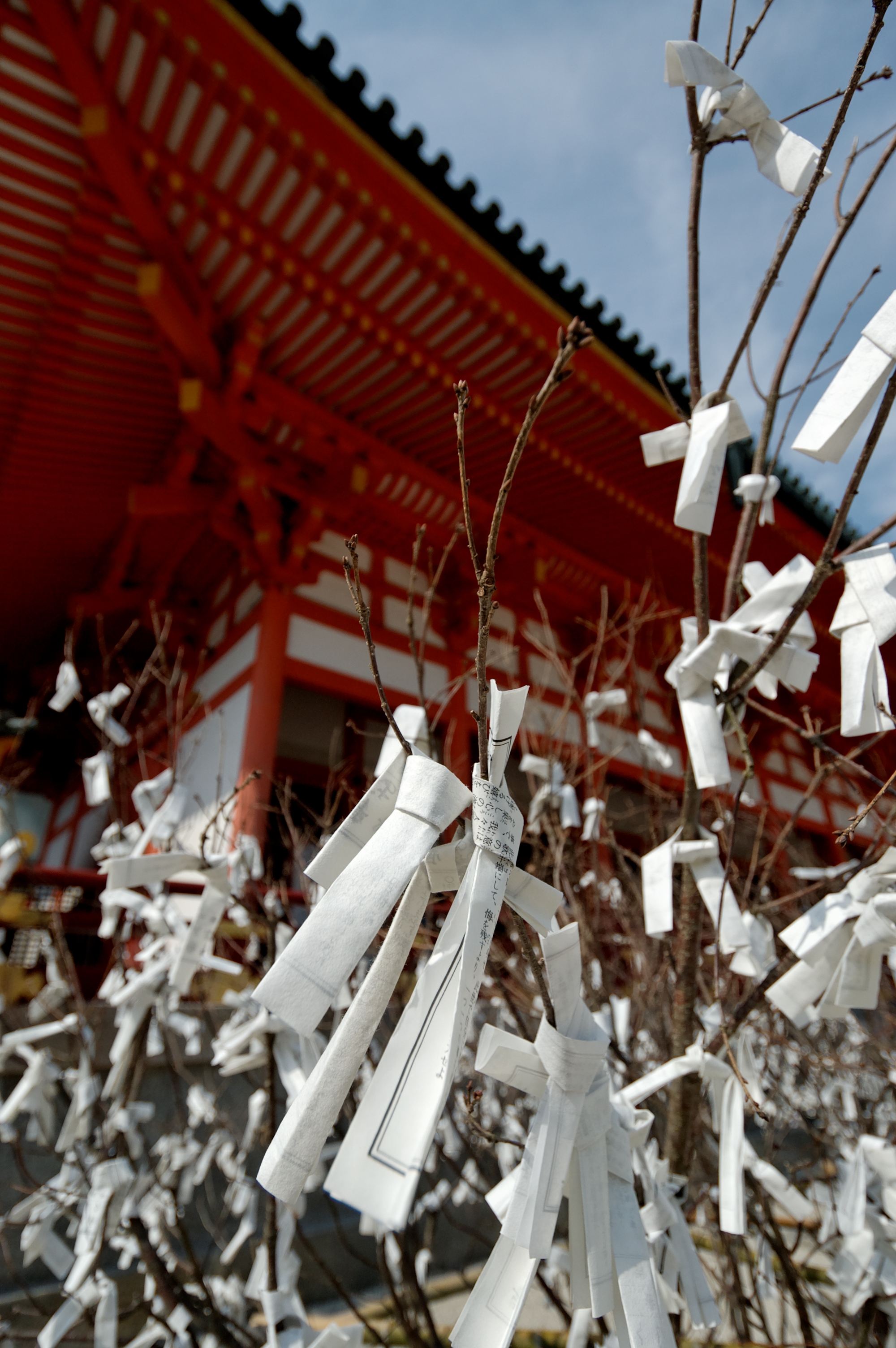 Foglietti omikuji legati ai rami di un albero nel cortile di un santuario