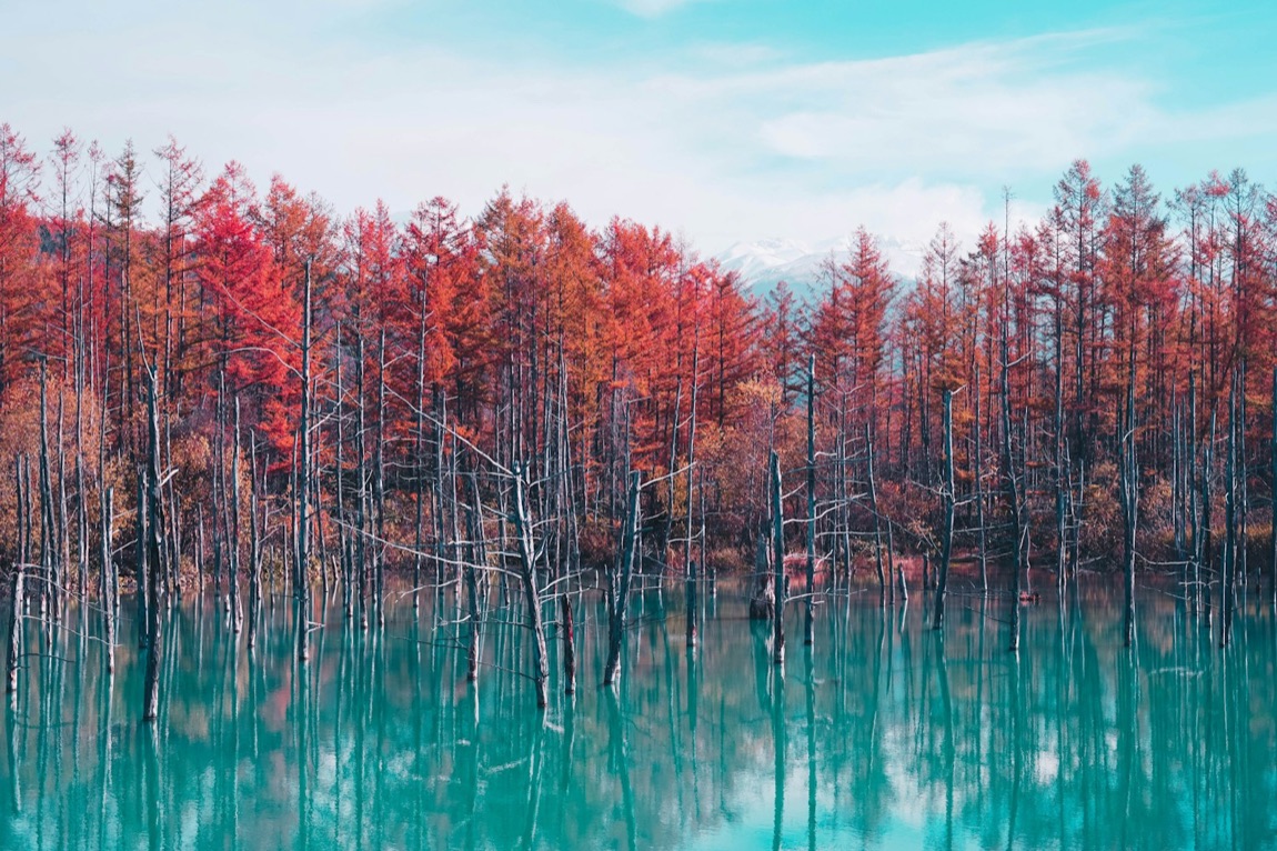 Lo Stagno Blu di Biei, in Hokkaido, con l'acqua di un turchese irreale e gli alberi spogli che vi si specchiano