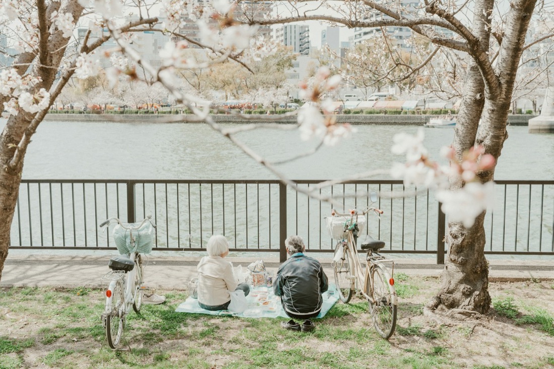 Una coppia anziana vista di spalle fa un picnic hanami sotto i ciliegi lungo un fiume, con le biciclette accanto