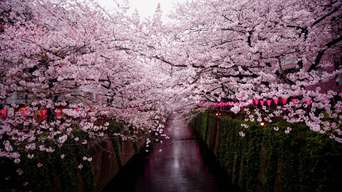 Il fiume Meguro coperto dai rami dei ciliegi, con le lanterne rosa
