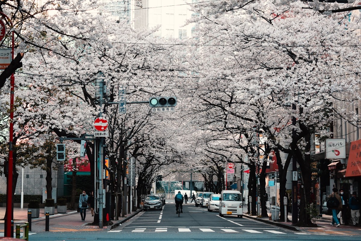 Una strada di Tokyo fiancheggiata da ciliegi in fiore