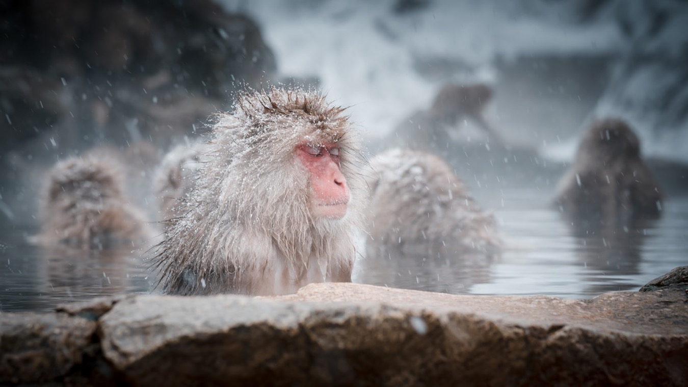 Un macaco giapponese immerso in una sorgente termale calda mentre nevica, a Jigokudani in Nagano