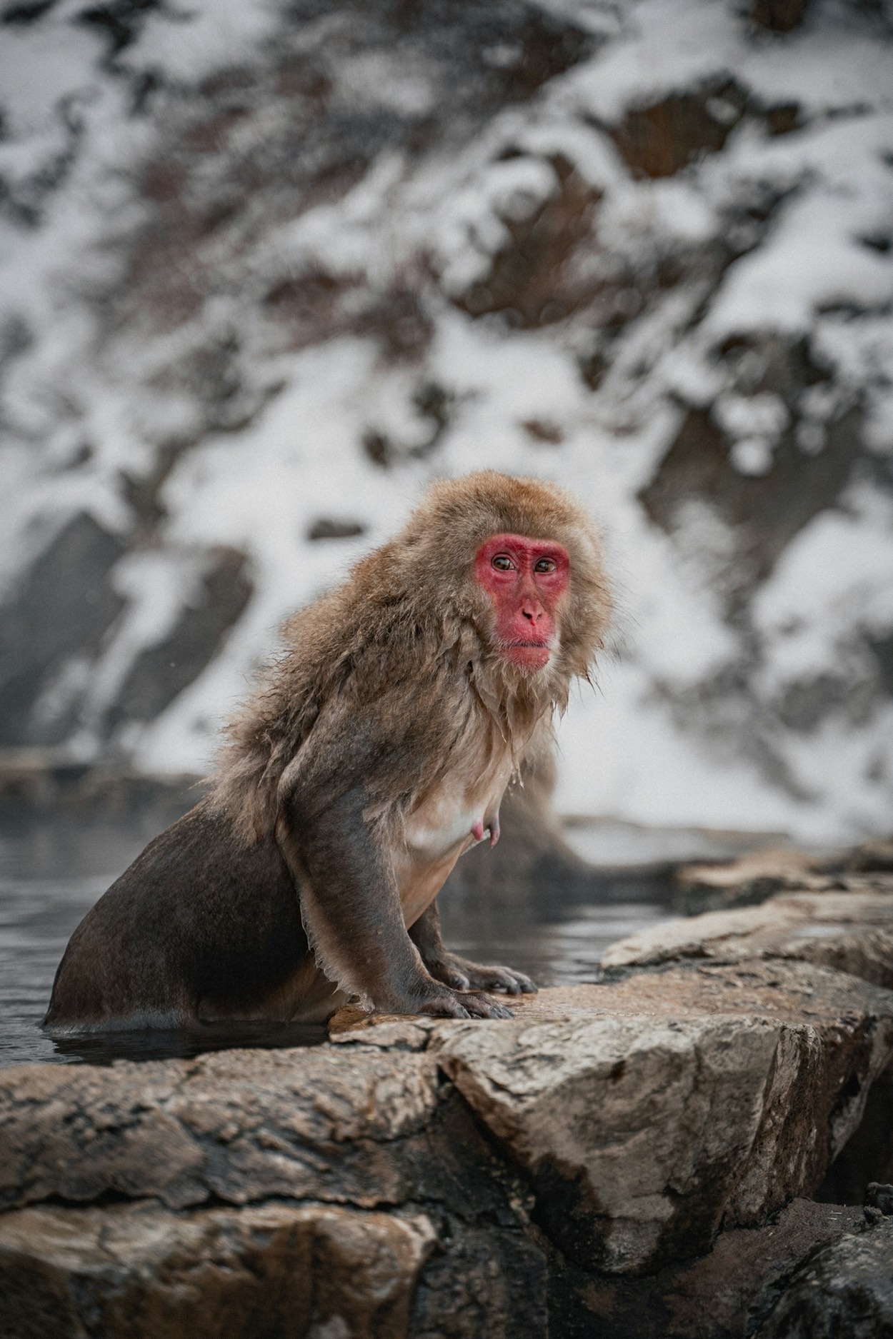 Un macaco giapponese seduto su una roccia accanto all'acqua, con la neve sullo sfondo