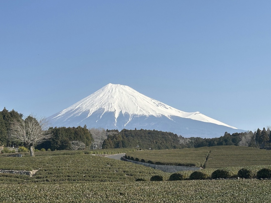 I campi di tè di Shizuoka con il Monte Fuji innevato sullo sfondo, sotto un cielo limpido